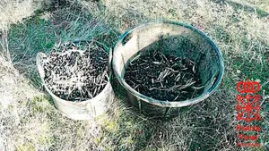 Con las manos en el árbol: detienen a un hombre en Cintruénigo tras robar 10 kilos de olivas a su 'vecino'