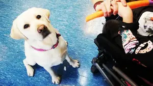 Más de 80 alumnos del centro Andrés Muñoz Garde participan en un programa de terapia asistida con perros