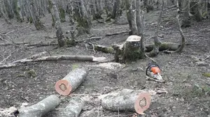 Denuncian a un vecino de Sumbilla tras ser sorprendido talando hayas en el parque natural del Se&ntilde;or&iacute;o de Bertiz