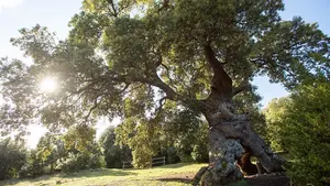 Un milenario y espectacular árbol navarro, candidato para ganar un reconocimiento europeo