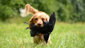 Confirman la muerte de cuatro perros de caza en Navarra debido a una enfermedad transmitida por un animal