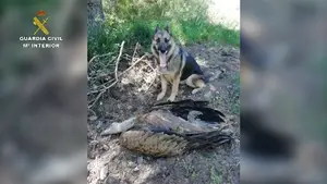 La Guardia Civil investiga a 28 personas por el envenenamiento de centenares de animales 