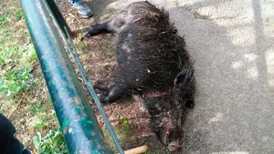 Susto en Lesaca: un jabalí desciende desde una batida al pueblo y 'cornea' a una mujer en la pierna