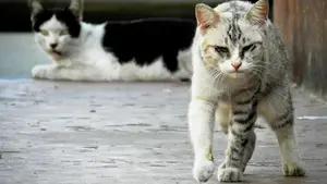 Denunciada en Tudela por dar de comer a un gato en una calle del municipio