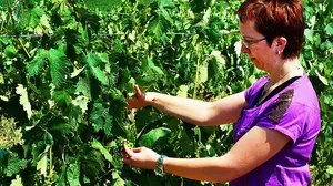Una bodega navarra y varios chefs te llevan a casa las verduras y los vinos a través de Instagram