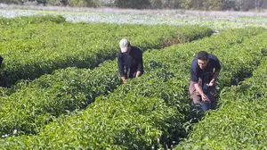 Los sectores agroalimentario y vitivinícola se unen en una jornada para analizar las consencuencias del Covid-19