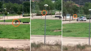 A tiros en el centro urbano de Peralta para abatir un jabali de 70 kilos que se adentró en el pueblo