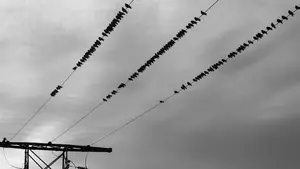 La Comunidad foral cuenta en los Pirineos con una de las aves más amenazadas de Europa
