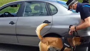 El perro de la polic&iacute;a de Pamplona localiza hasta 5 conductores con droga en los controles de confinamiento