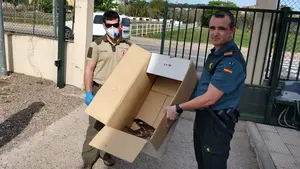 Localizan un águila herida en las inmediaciones de Tulebras y la trasladan al centro de recuperación