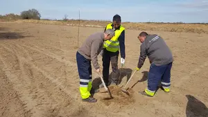 Fusti&ntilde;ana mantiene la tradici&oacute;n centenaria de sus famosas nueces plantando m&aacute;s de doscientos nogales