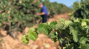 Navarra Suma insta a rechazar la denominaci&oacute;n propia para el vino de Rioja Alavesa