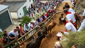 La suspensión de las fiestas de Navarra amenaza con la ruina a las ganaderías de reses bravas de la comunidad