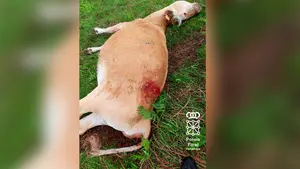 Investigado un vecino de Goizueta por matar a tiros a una vaca 'Betizu' en Navarra: "Me molestaba"