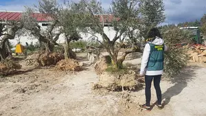 Imputado por robar varios olivos centenarios por valor de 1.800 euros en una finca de Tafalla