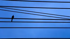 Navarra adaptará las líneas de alta tensión para proteger a las aves de electrocuciones