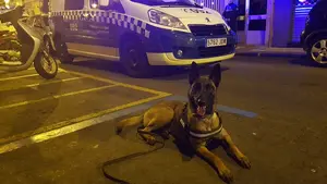 Tyrion, el enemigo de la droga: Policía Municipal de Pamplona realiza 5 incautaciones en horas con su ayuda