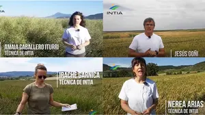 Más de 80 agricultores navarros participan en visitas virtuales a los ensayos de experimentación de INTIA 
