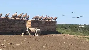 Desarrollo Rural dice que los ataques de buitres al ganado no crecen en Navarra