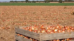 Mercadona prevé comprar 5.350 toneladas de cebollas a proveedores de Fustiñana y Fontellas este año