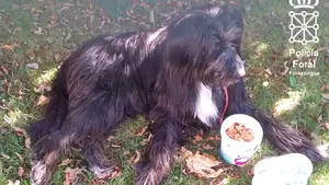 Investigado un vecino de Aoiz por abandonar a un perro que había adquirido para sobrellevar el confinamiento