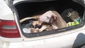 Sorpresa en un control en San Adrián: denunciado por llevar un cordero vivo en el maletero del coche