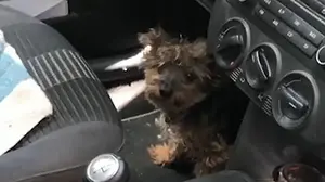 Denunciada por dejar encerrado a su perro en el coche durante cuatro horas a pleno sol con 40 grados