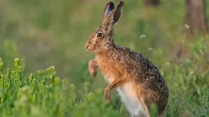 Tres imputados por cazar liebre con galgos fuera de veda en Valtierra: subieron el vídeo a redes sociales