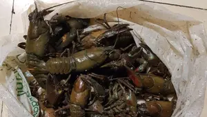 Interceptan en Pamplona a un conductor borracho y que llevaba 20 cangrejos pescados en el r&iacute;o Arga