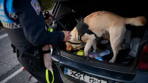 El perro 'policía' de Pamplona pilla a un viajero en autobuses con 150 gramos de marihuana