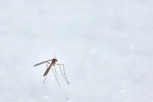 ¿Picaduras de mosquito en verano? Evítalas con los siguientes trucos