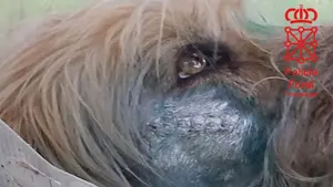 Disparó en la cara al perro de su vecino: imputado un vecino del Valle de Leizarán por maltrato animal