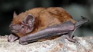 Pamplona idear&aacute; un plan que identifique refugios en los &aacute;rboles para un tipo de murci&eacute;lago en peligro