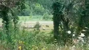 Violento ataque de un jabalí a un rebaño de ovejas de una quesería de Idiazábal: "Nunca nos había pasado algo como esto"