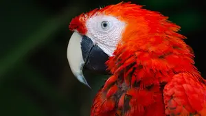 La disputa por la 'custodia' de un loro que ha llevado a una familia a enfrentarse ante los tribunales