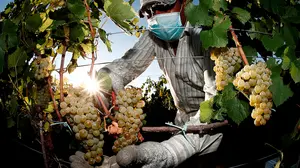 La Denominación de Origen Navarra cierra su vendimia con 74 millones de kilos de uva, un 35% más