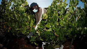 Navarra busca prevenir los contagios entre temporeros de las campañas agrarias