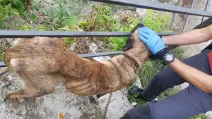 Reclaman desde Navarra que se cambien el Código Penal para ampliar las condenas a quienes maltraten animales