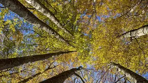 Le cae un árbol encima en el Señorío de Bertiz: herida una mujer de 56 años y vecina de Zizur Mayor