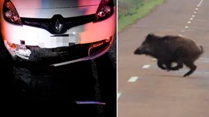 Seis accidentes en Navarra por atropellos de animales: esto hay que hacer si te encuentras en esa situación