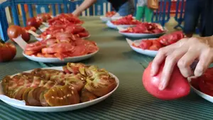 El concurso de tomate que cierra el verano en Pamplona trae un mercadillo muy especial