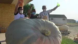 Un valtierrano, a punto de convertirse en campeón del mundo con una calabaza gigante de más de 1.150 kilos