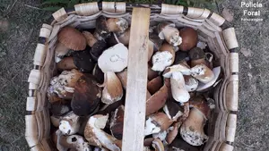 Policía Foral denuncia a veinte personas tras coger hongos en un parque natural de Navarra 