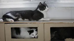 Detenido por maltratar a su gato y usarlo para agredir a una mujer que se lo recriminó