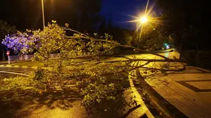 Consecuencias de la llegada del mal tiempo: el viento derriba un árbol en la calle Tajonar de Pamplona