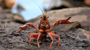 Piden aplicar medidas para frenar el crecimiento de especies invasoras en los lagos de Pamplona