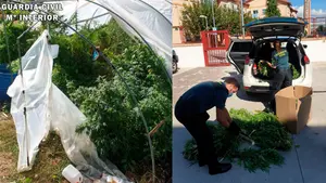 Una plantación de marihuana en el invernadero: incautan 9 kilos de cogollos en Osácar-Juslapeña