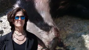 Denuncian que la consejera Itziar Gómez haya autorizado matar a tiros a cinco tejones en la Selva de Irati