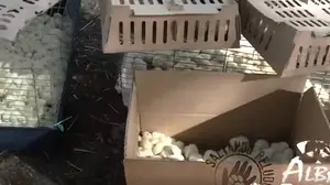 Piden ayuda para salvar m&aacute;s de 20.000 pollitos abandonados en Barajas tras rechazar un cliente su env&iacute;o