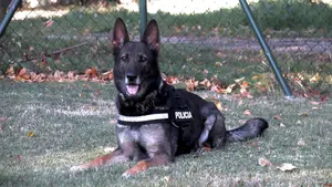 Lima, la perra de Policía Foral que acaba de jubilarse y busca un nuevo hogar en Navarra